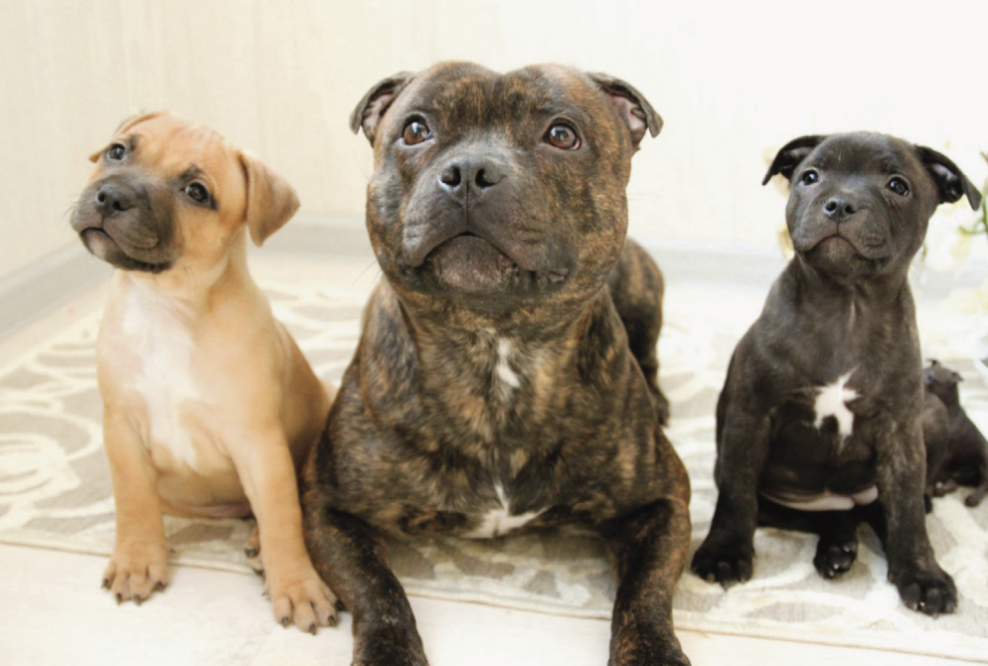 Staffordshire Bull Terrier 3