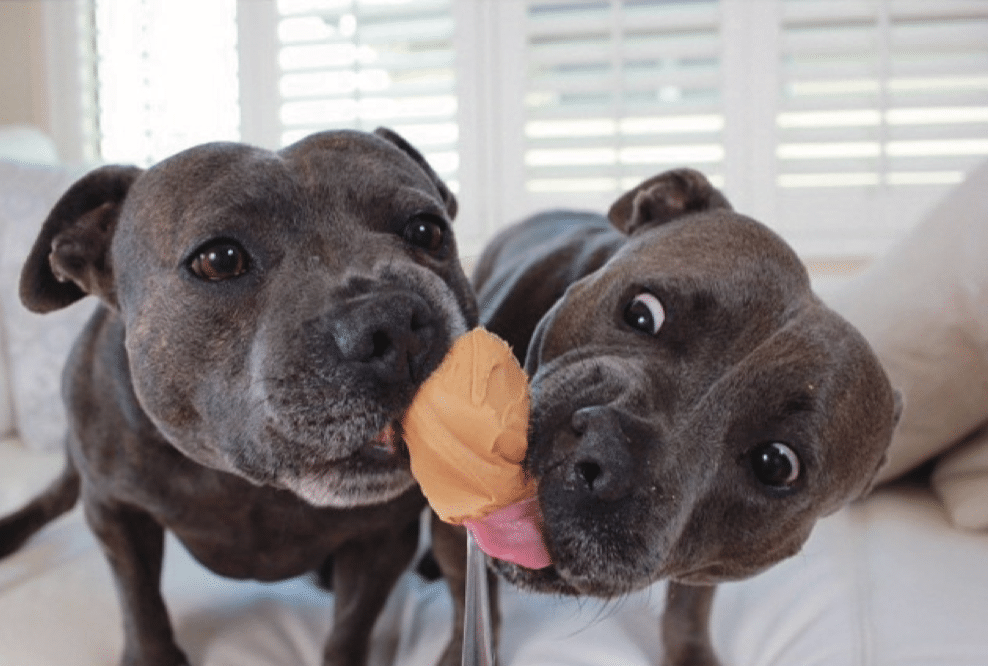 Staffordshire bull terrier store funny