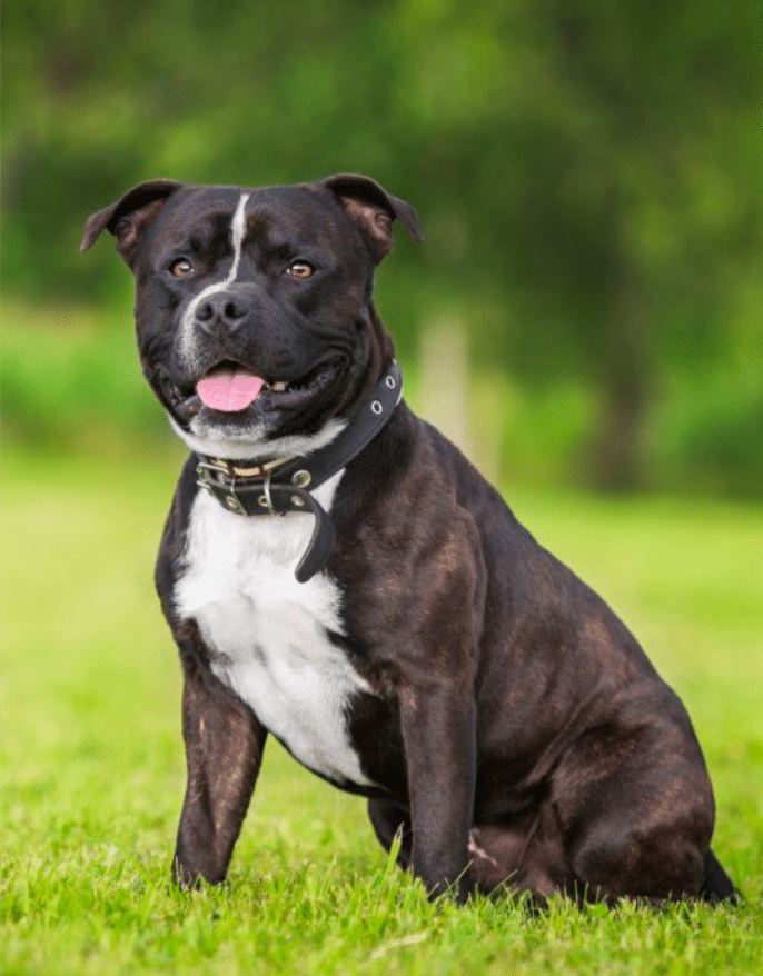 The Staffordshire Bull Terrier - Swanbourne Vet Centre