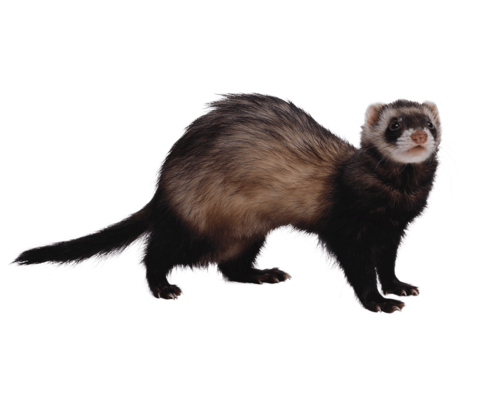Ferrets are in fact members of the weasel family, which includes skunks and...