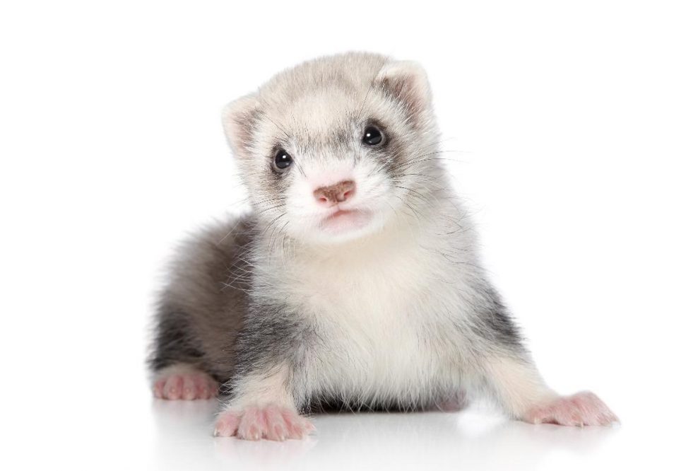 Ferret 2