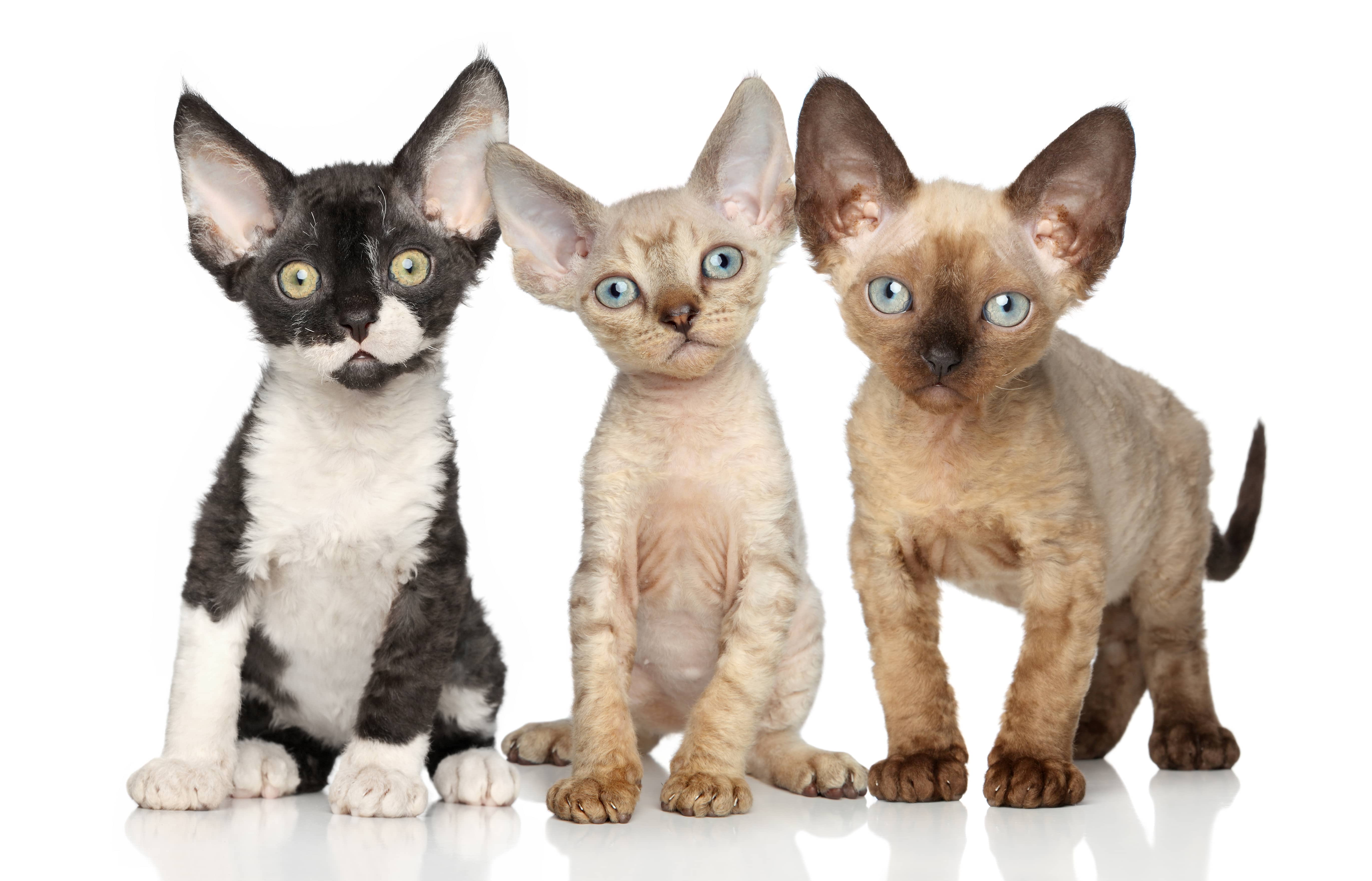 The Devon Rex - Swanbourne Vet Centre