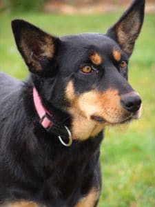 karrawarra kelpie