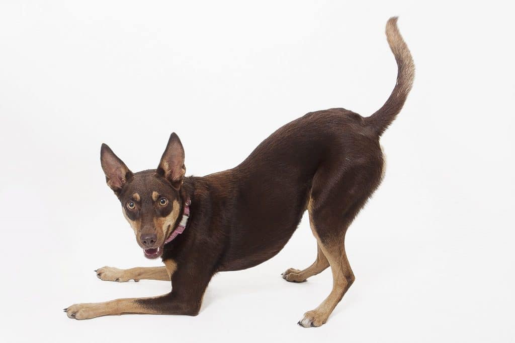 Red cloud kelpie hot sale puppy