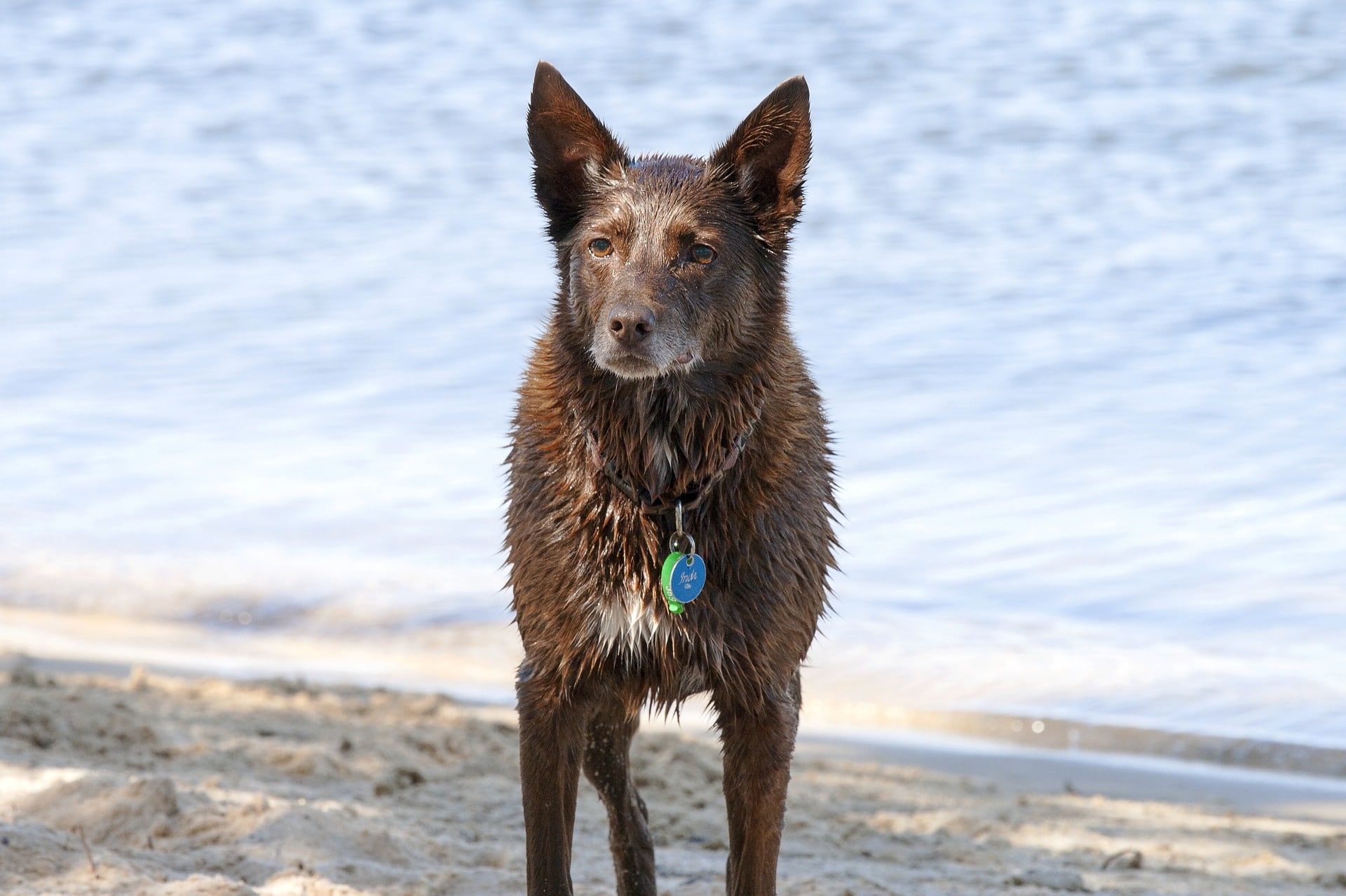 Red Australian Kelpie Puppy