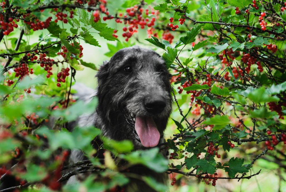 Close-up portrait of cute Irish Wolfhound looking out of the red currant branches