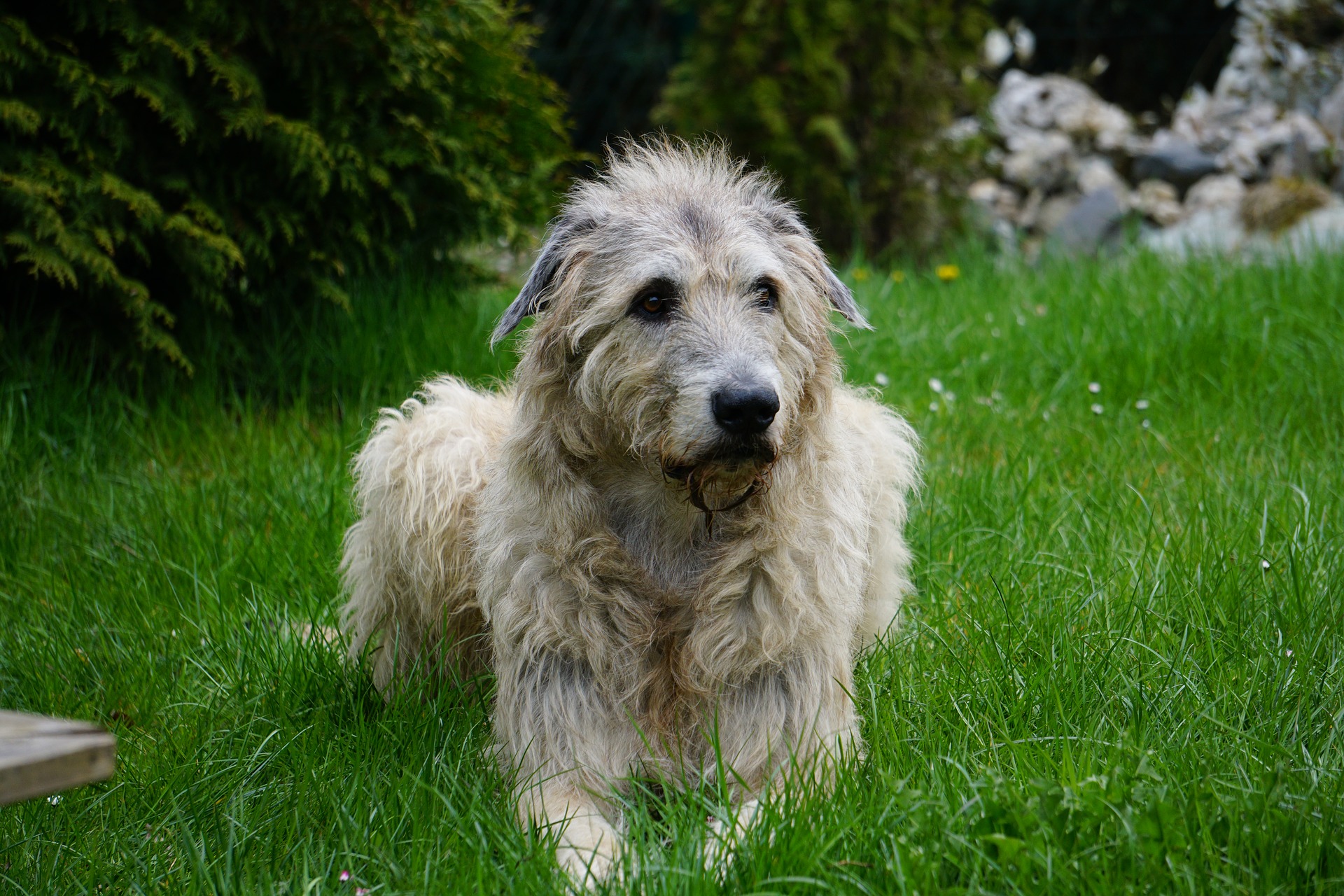 World's largest cheap irish wolfhound