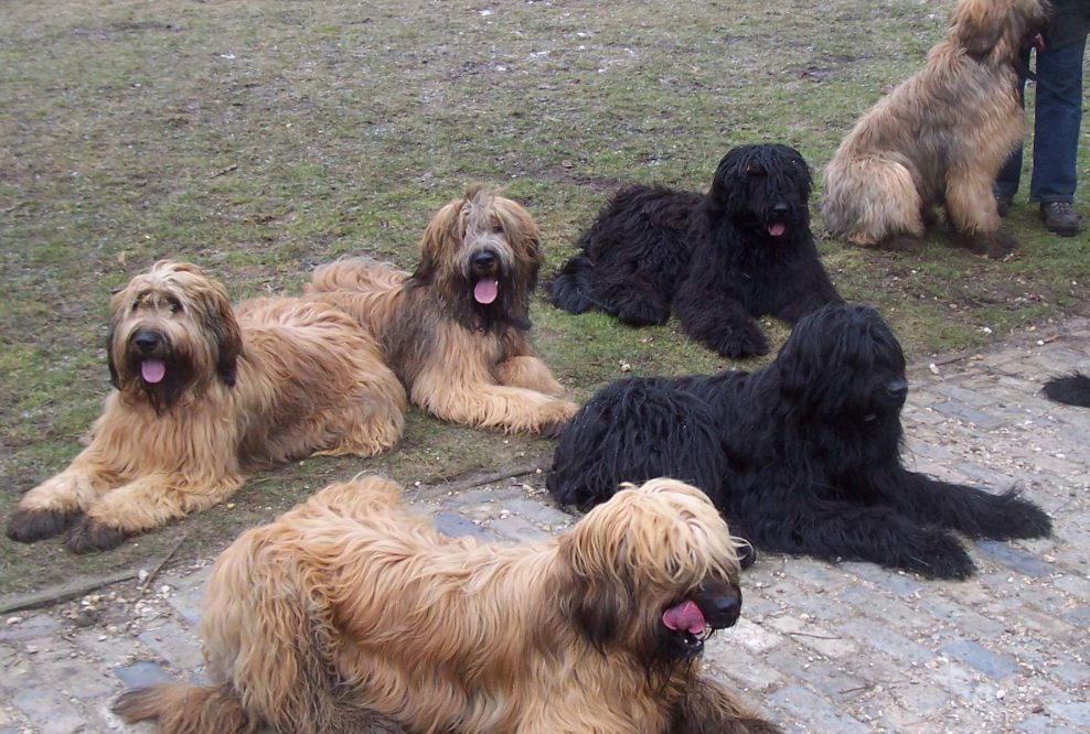 Briard sheepdog 2024