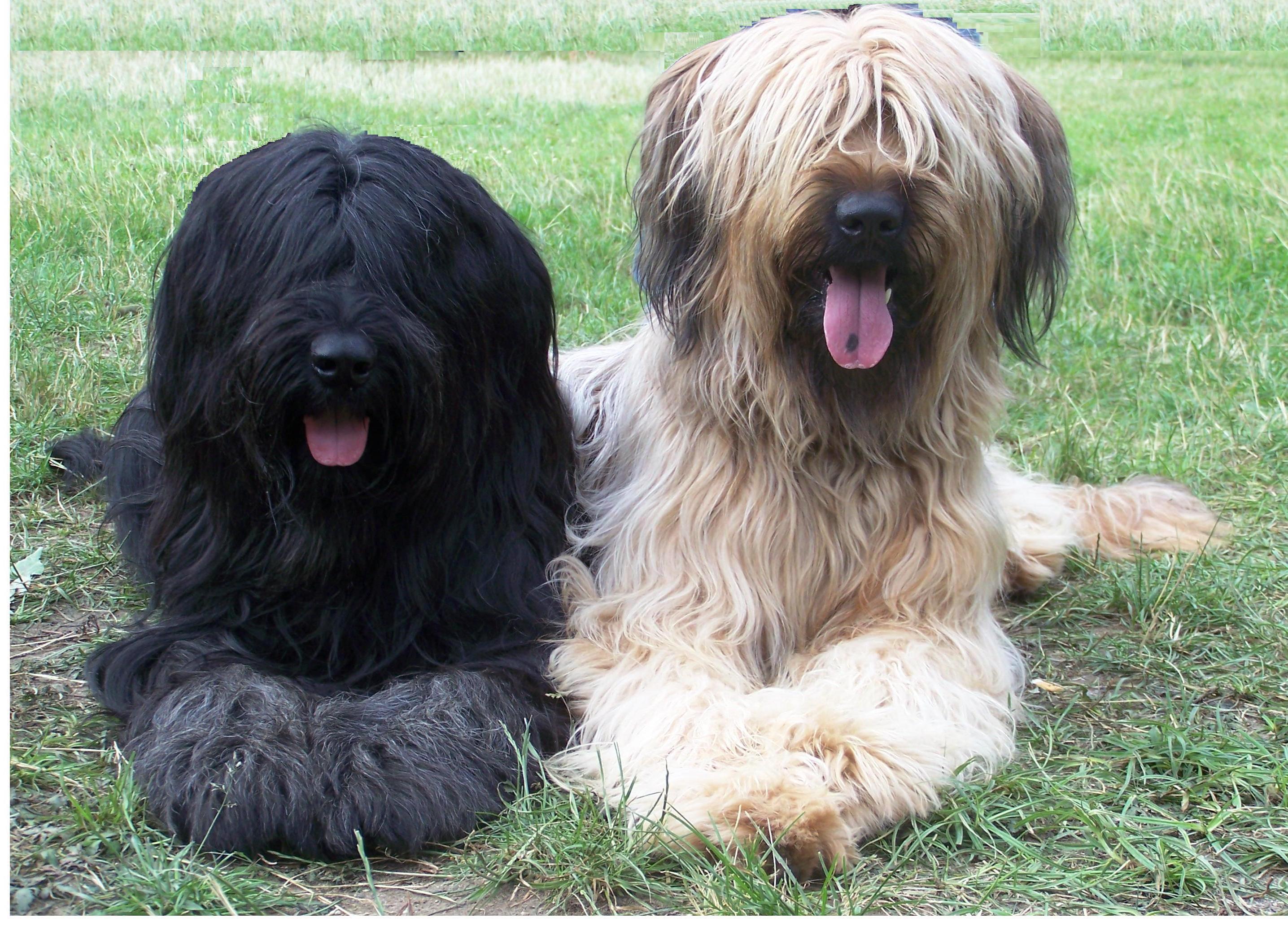 Briard 2024 dog rescue