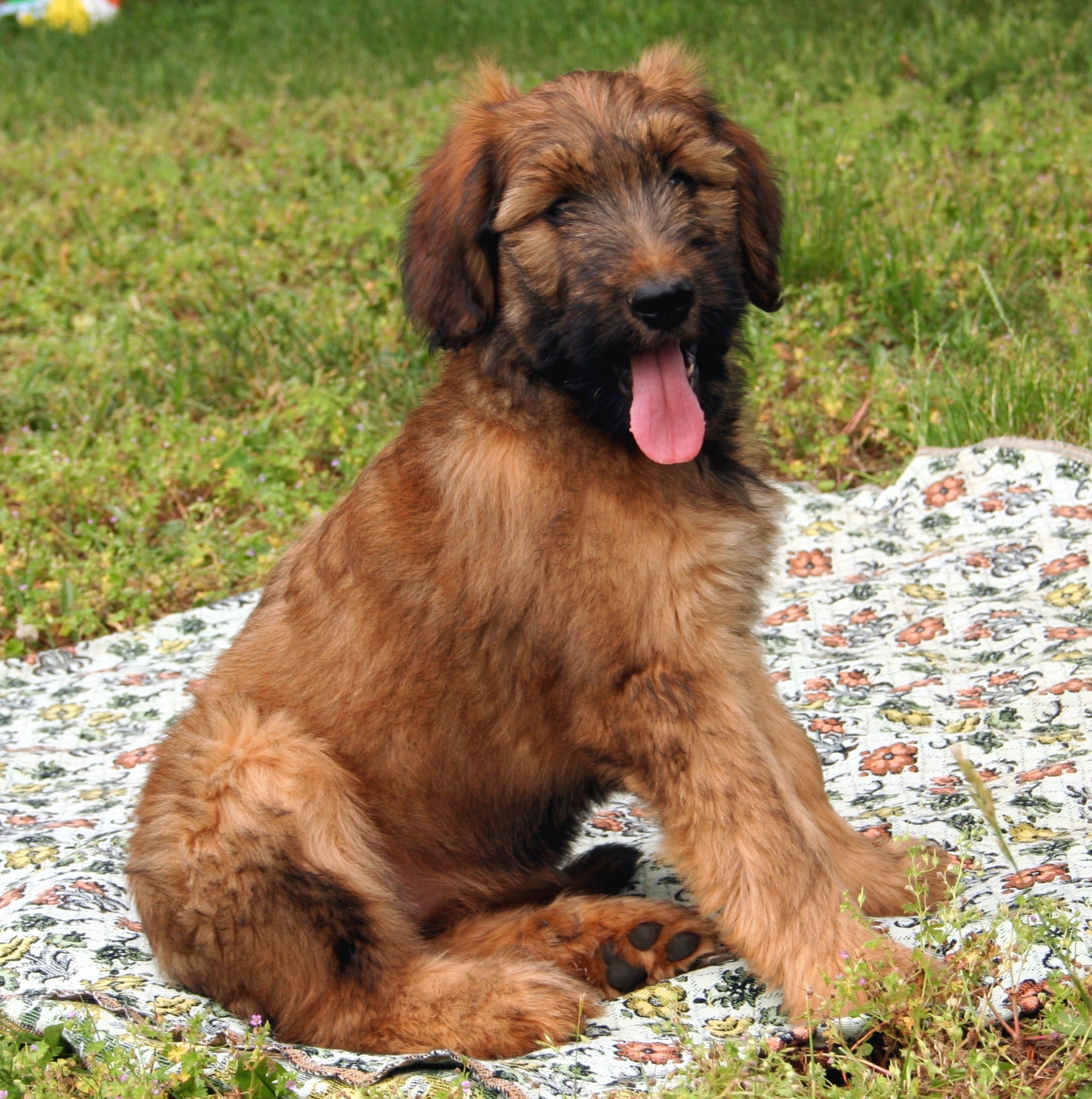 what does a briard look like