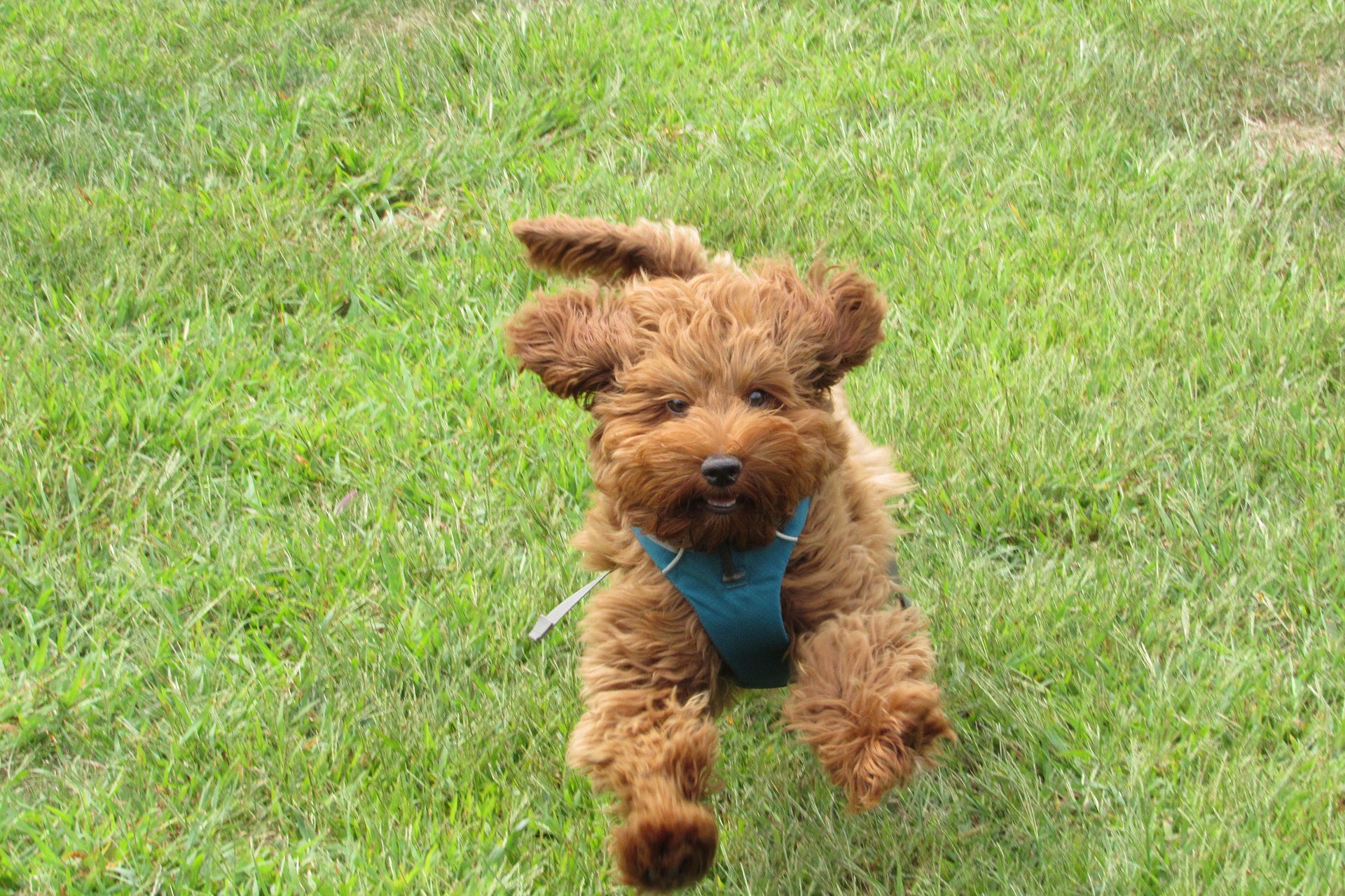 Rutland manor hot sale labradoodles