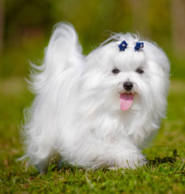 pets-5 pets-5